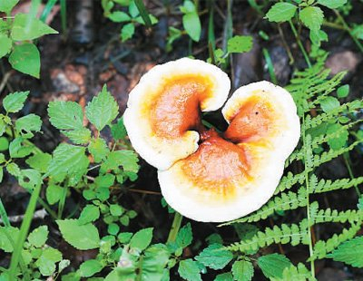 延边州大阳参业有限公司种植的林下灵芝。人民网记者 李 洋摄