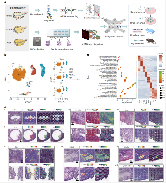 图1：人类卵巢细胞的单细胞转录组分析和空间定位