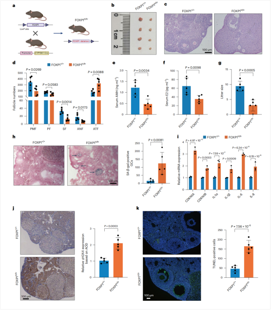 图7：在GC中条件敲除FOXP1可加速小鼠卵巢衰老
