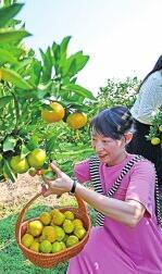 黄澄澄的柑橘吸引游客来向巷村游玩采摘。枝江市委宣传部供图