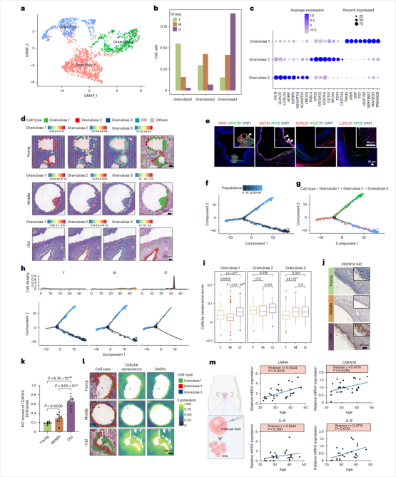 图4：颗粒细胞亚群在衰老过程中的时空转录变化