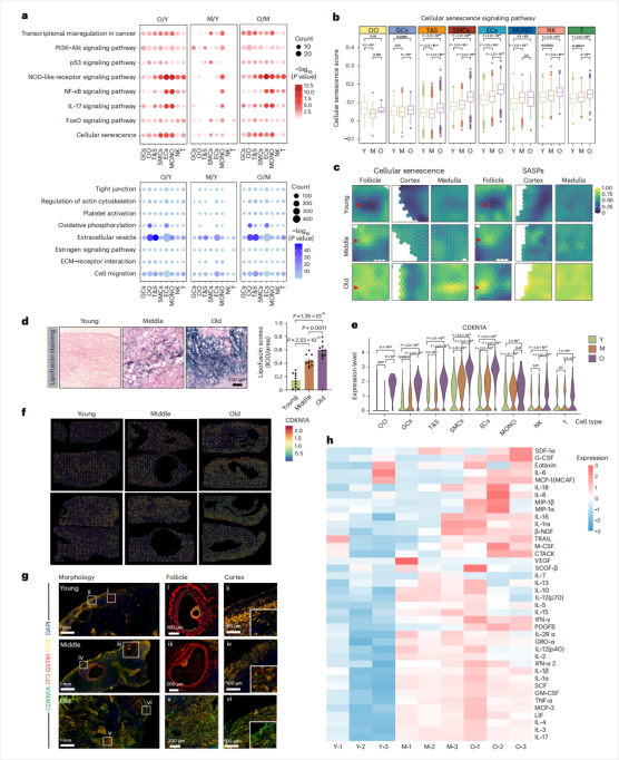 图2：细胞类型特异性的转录时空变化