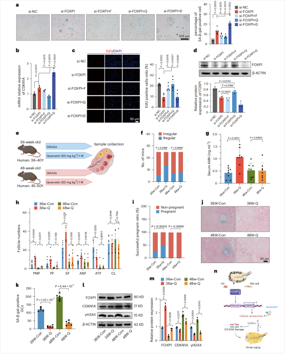 图8：槲皮素治疗可保护中年小鼠的卵巢储备