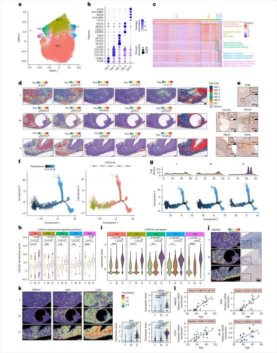 图5：5个T&S细胞亚群在衰老过程中的时空变化