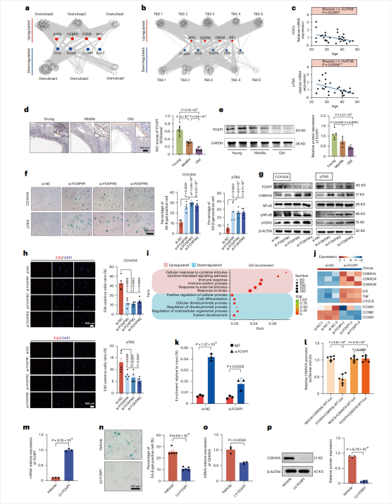图6：FOXP1在卵巢衰老中的作用