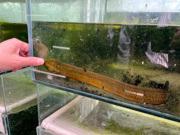 夏秋交替时节，食用鲜香肥美的黄鳝成为不少消费者的选择。资料图片