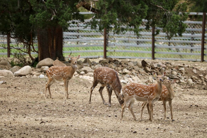 在工布江达县高原生态养鹿基地，几只梅花鹿在玩闹嬉戏。新华社记者沈晓朦 摄