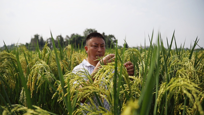 杨露在巨型稻里查看长势 郭芯屹摄影