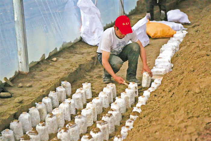 米林市米林镇红太阳家庭示范农场的工人在埋植林芝灵芝的三级菌包。本网记者 谢筱纯 摄