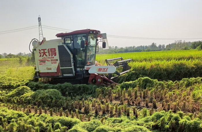 收割机正开足马力穿梭于稻田中收割。吕伶仪摄