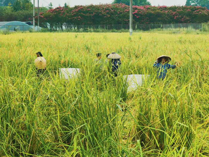 8月底的收割现场 郭芯屹 摄影