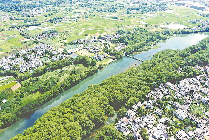 西溪南村与堨伴生的大片枫杨林湿地。本报记者　潘 成 摄