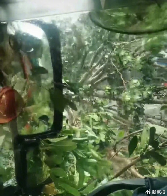 9月6日17时许，海口市椰海大道上的树木、路灯被狂风刮倒。受访者供图