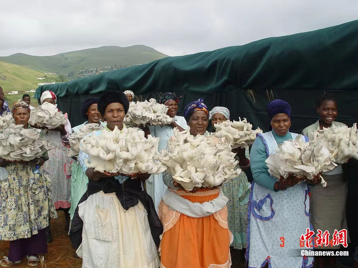 2006年4月，南非夸祖鲁—纳塔尔省贫困单亲母亲喜获菌草平菇丰收。国家菌草工程技术研究中心 供图