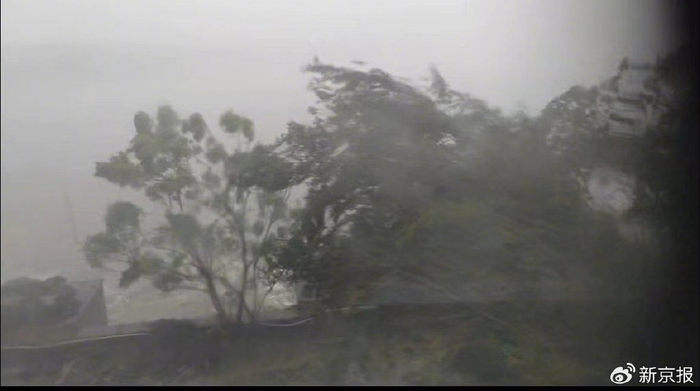 海口市街头的树在大风中摇晃。受访者供图