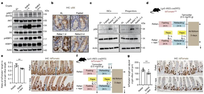 禁食后再喂养会激活mTORC1信号