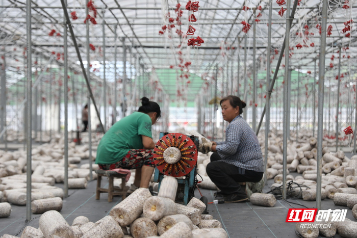 木耳大棚内，村民正在用刺孔机对菌包进行刺孔。