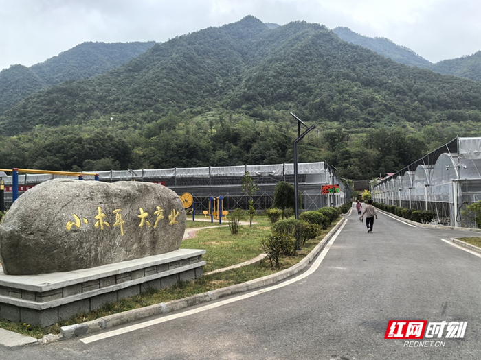 如今，金米村的小木耳变成了大产业。