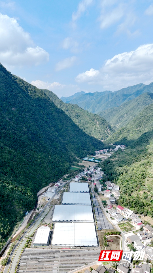 金米村内的智能连栋木耳大棚。