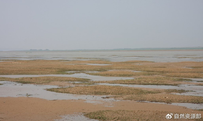 西洞庭湖湿地植被恢复前（东洼）