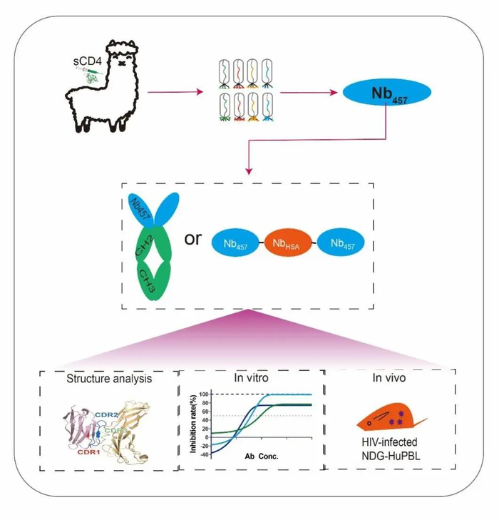 图1. HIV中和纳米抗体发现与工程改造