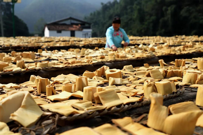 在广西百色市田林县，村民在晒八渡笋。黄数情摄（新华社）