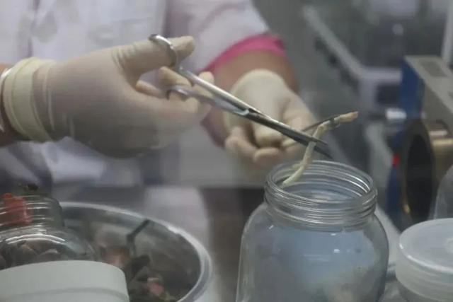 种苗分化室内，工人正把金线莲分为小段放入装填有营养液的母瓶里（2024年9月2日摄）