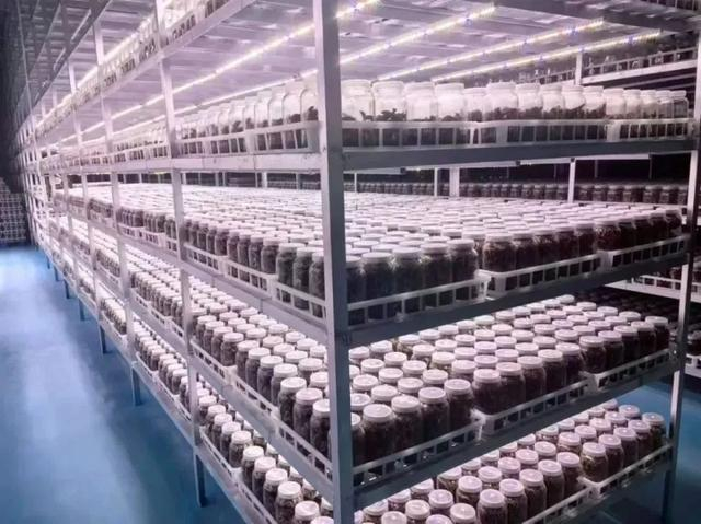 金线莲种苗繁育（2024年9月2日摄）