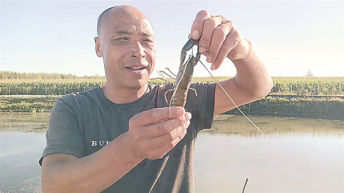 捕捞的澳洲龙虾。