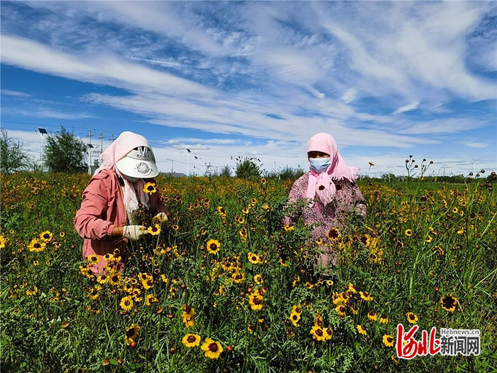 9月1日，张北县大西湾乡闫家坡村草原雪菊种植园区，村民正在采摘雪菊花。河北日报记者 王峻峰摄