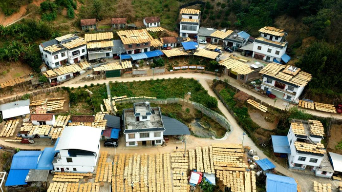 在广西百色市田林县，村民利用晴好天气在房前屋后晒八渡笋。黄数情摄（新华社）
