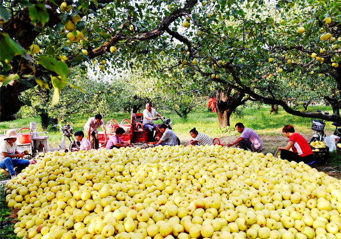 砀山梨树王景区内，砀山酥梨喜获丰收。本报通讯员 李艳龙 摄