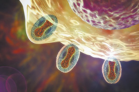 猴痘病毒感染人类细胞示意图