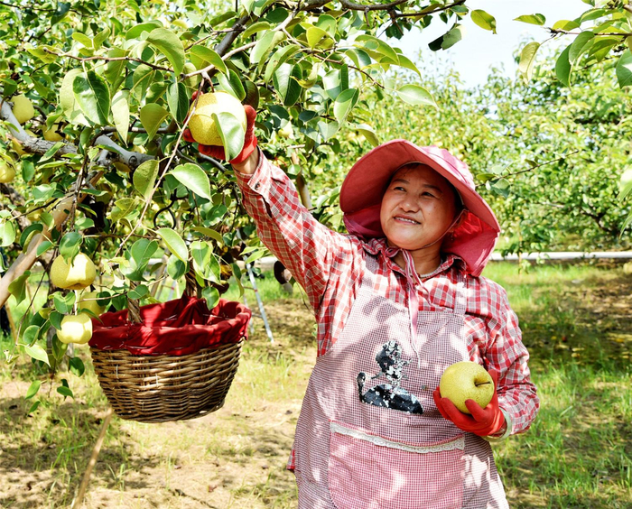 砀山果农喜摘酥梨。 本报通讯员 李艳龙 摄