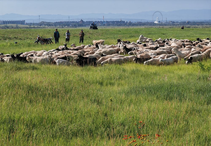  这是2024年7月13日拍摄的内蒙古呼和浩特市敕勒川草原。新华社记者 李云平 摄