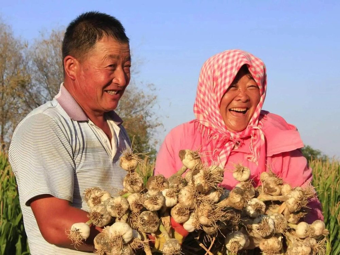 吉木萨尔县白皮大蒜丰收  （吉木萨尔县委宣传部供图）