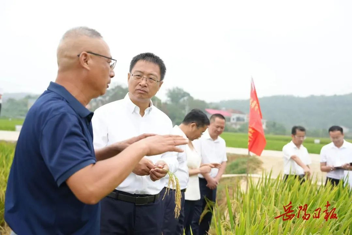9月12日上午，谢卫江在湖南鑫盛华丰种业科技有限公司水稻育种基地调研现代种业新品种培育情况。
