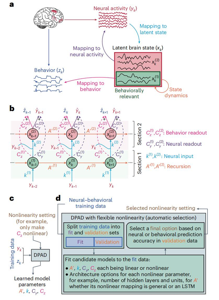 图｜DPAD 结构概述。