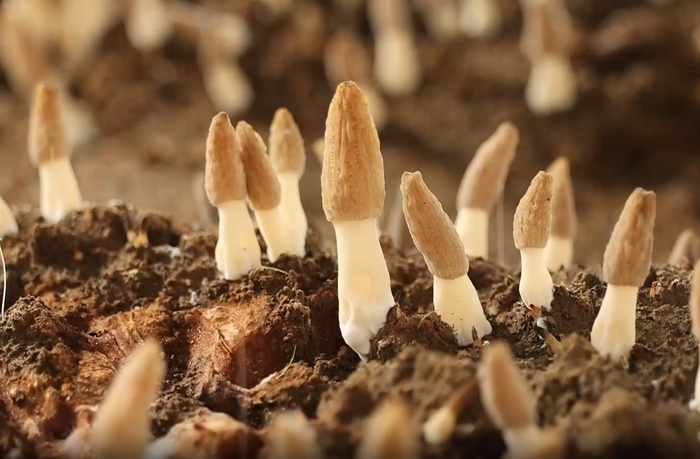 吉木萨尔县大有镇的羊肚菌  （吉木萨尔县委宣传部供图）