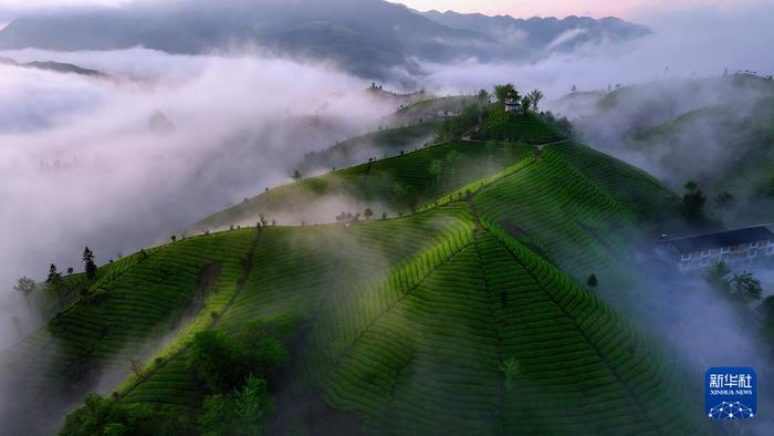 　　这是鹤峰县木耳山观光茶园晨景（4月18日摄）。新华社发（杨顺丕 摄）