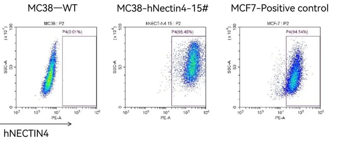 图5.流式检测MC38-hNectin4人源化细系中人源 NECTIN4的表达