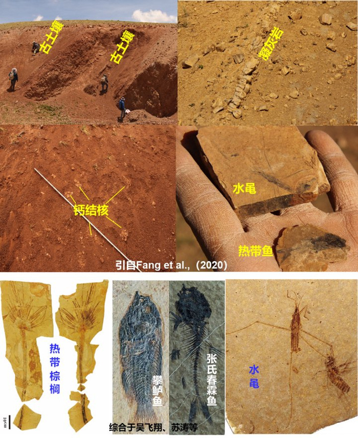 在青藏高原腹地伦坡拉盆地新生代地层中发现的古土壤和动植物化石。青藏所供图