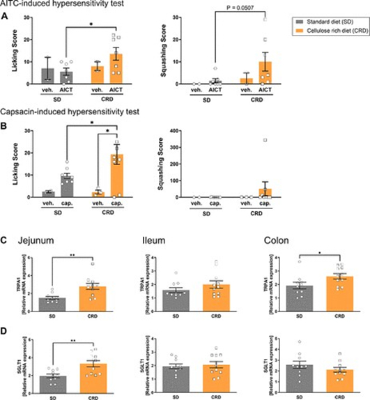 图3. 高纤维素饮食通过增加TRPA1表达引起肠道超敏反应