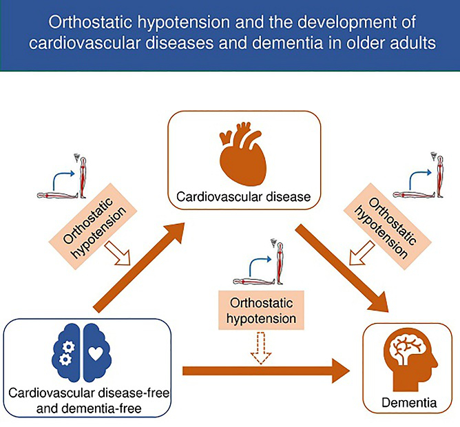图注：在老年患者中，直立性低血压、心血管疾病和痴呆三者之间的关系