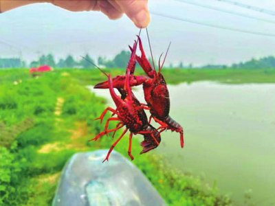 小龙虾。本报资料图片