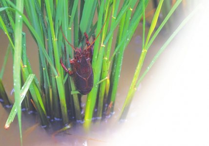 稻田里的小龙虾。杨博 摄