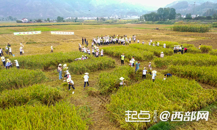 汉中市滨江实验小学把课堂搬进田间地头。