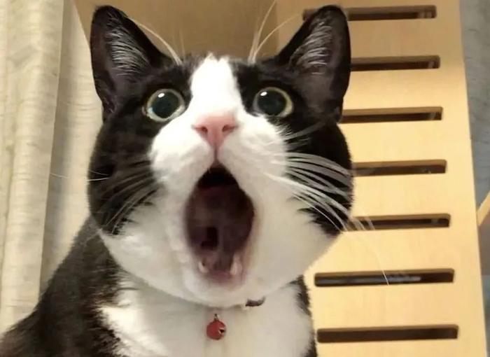 图片来源：网络表情包