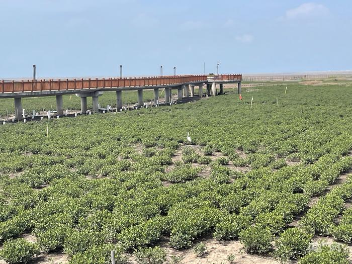 洞头诸湾红树林蓝碳保护开发示范基地（央广网实习记者 张乐 摄）