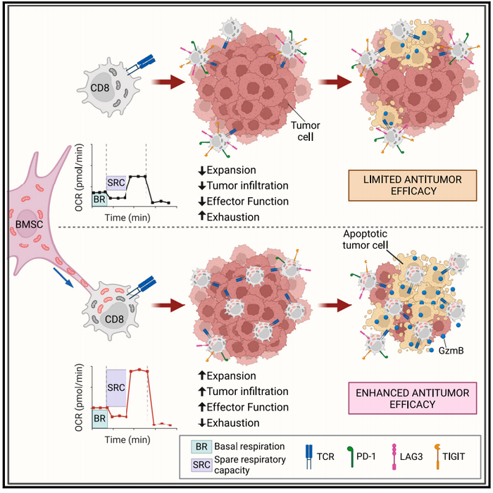 携带线粒体的增压T细胞或能增强机体的抗肿瘤免疫力